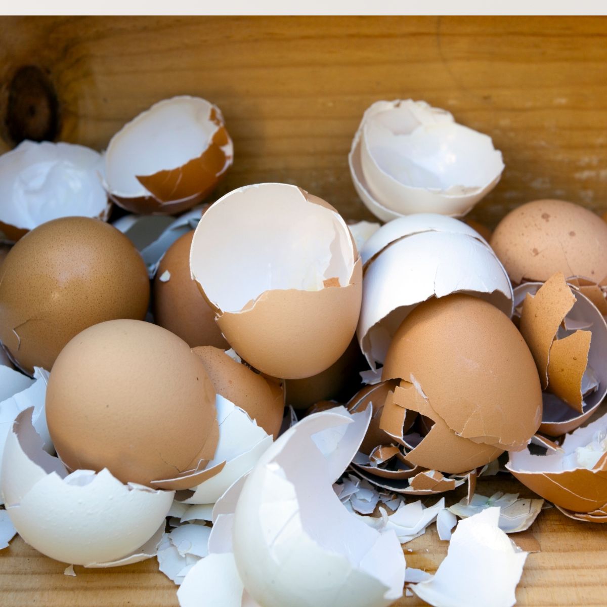 12 Things Eggshells Can Do for Your Garden