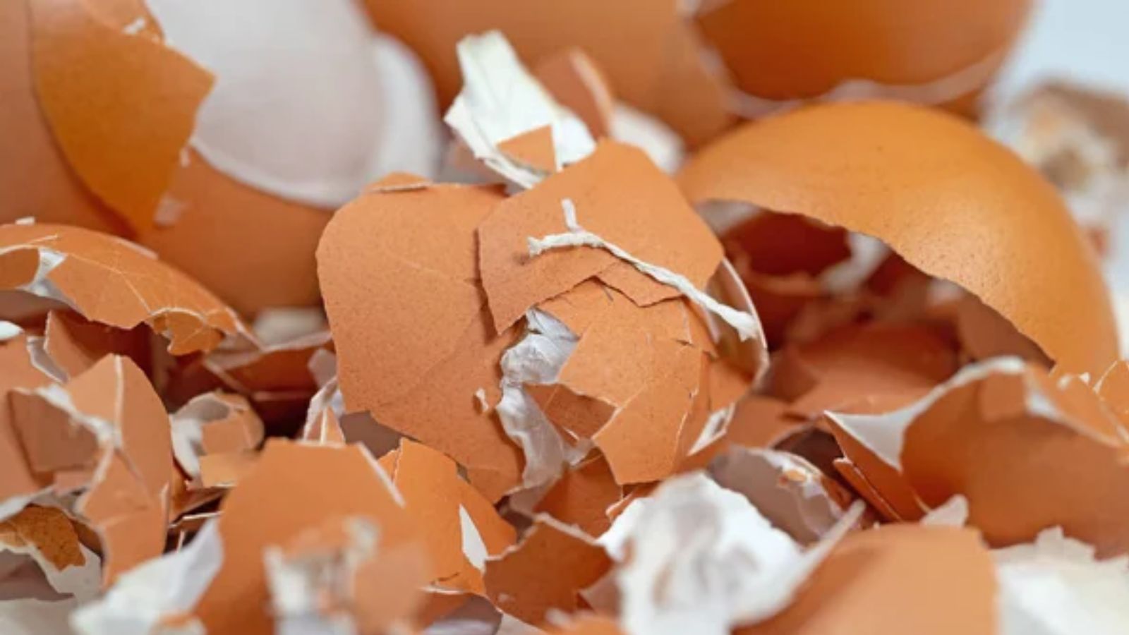 eggshells