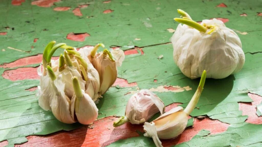 garlic sprout