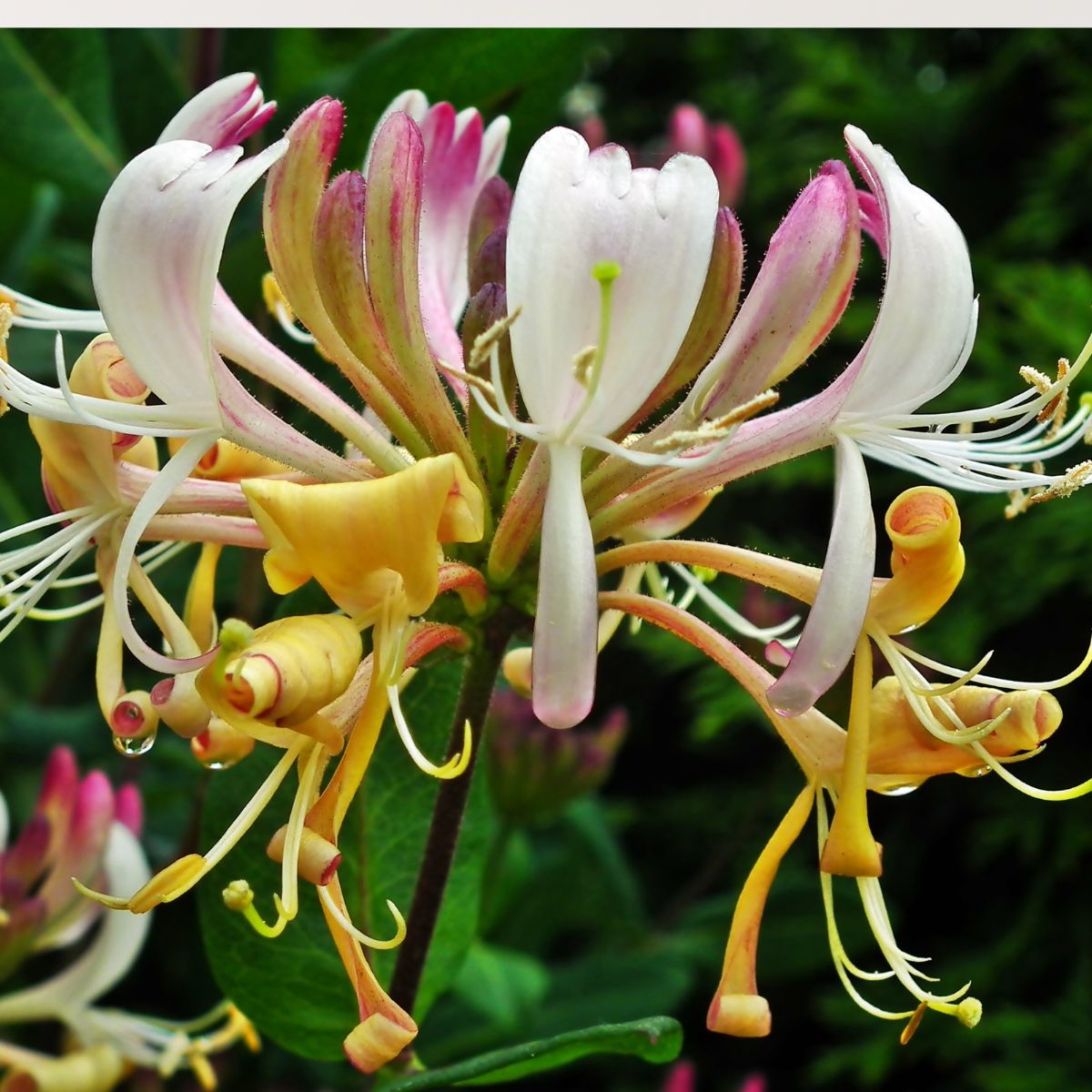 12 Plants You Can’t Legally Grow in Your Backyard in Most States
