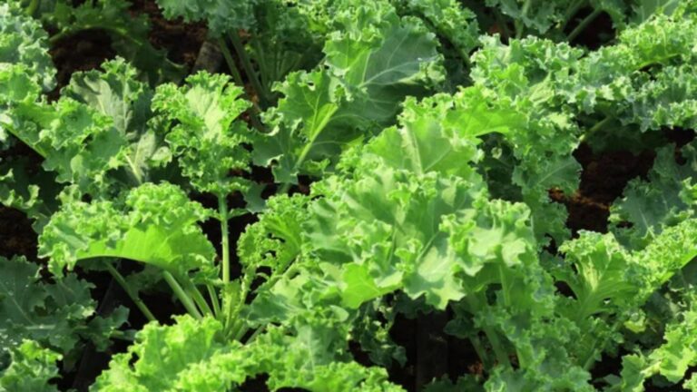 kale