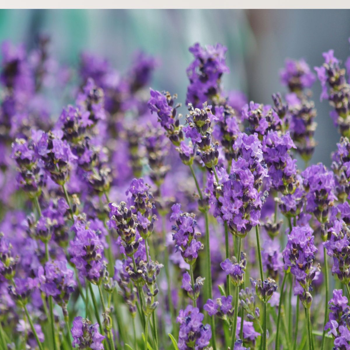 9 Plants That Repel Mosquitoes Better Than Bug Spray