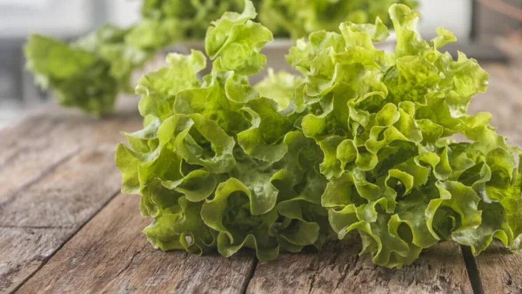 lettuce