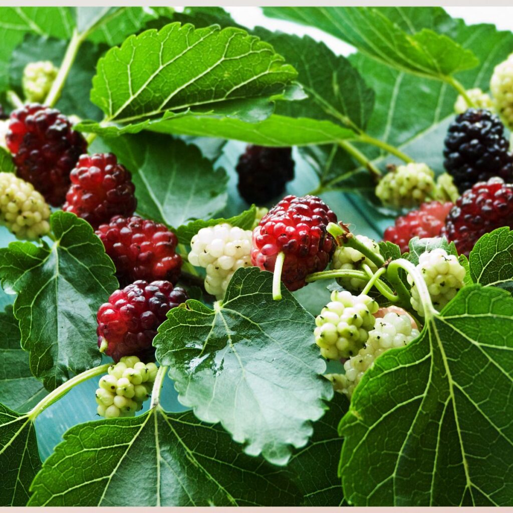 mulberry trees