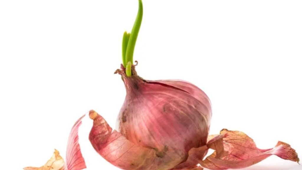 onion sprout