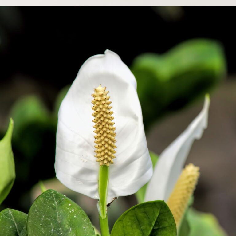 12 Houseplants That Don’t Mind Being Root-Bound (In Fact, They Prefer It)
