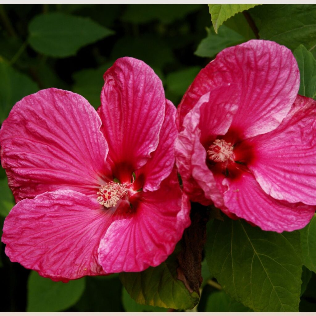 pretty plants