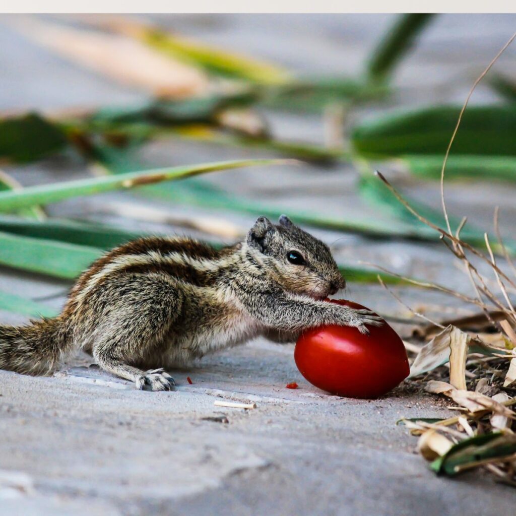 squirrel tomato
