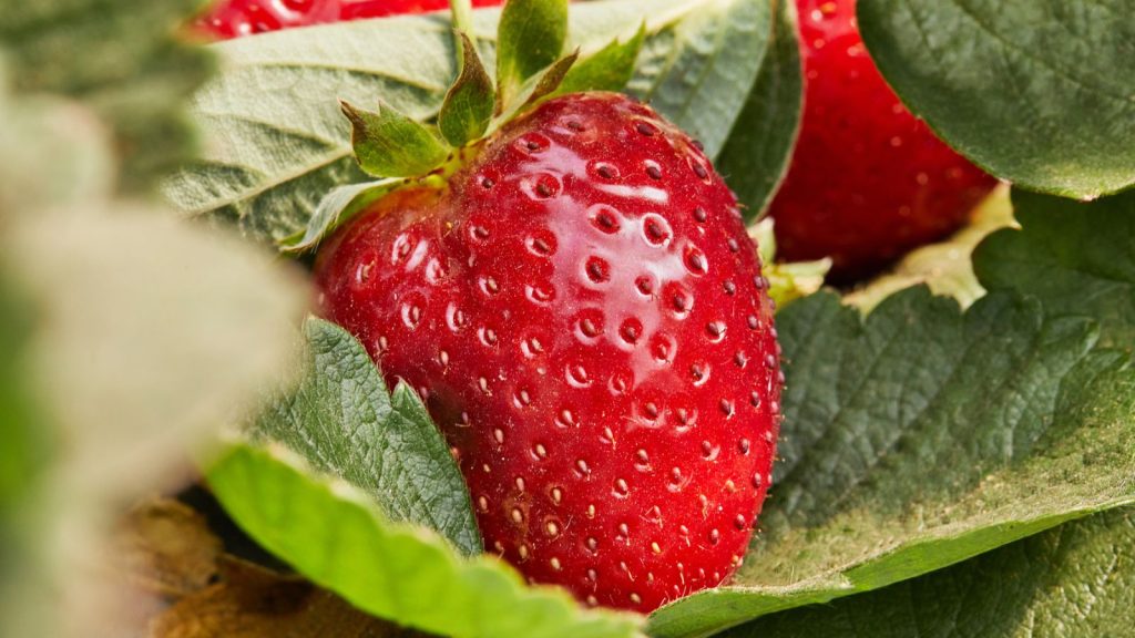 strawberry strawberries