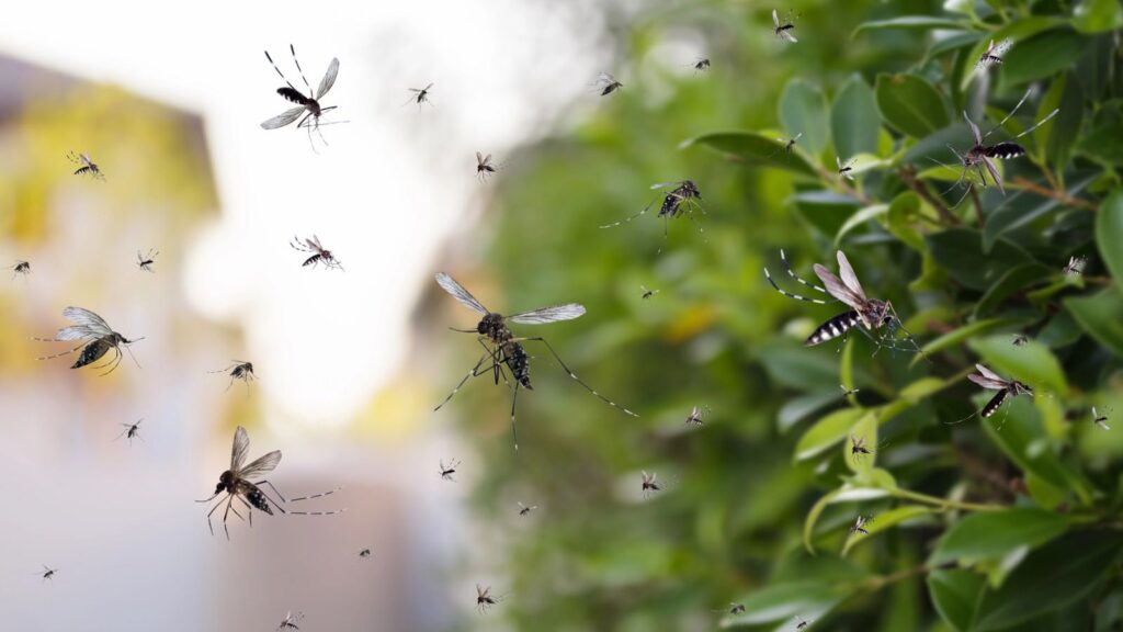 swarm of mosquitoes 1024x576 1