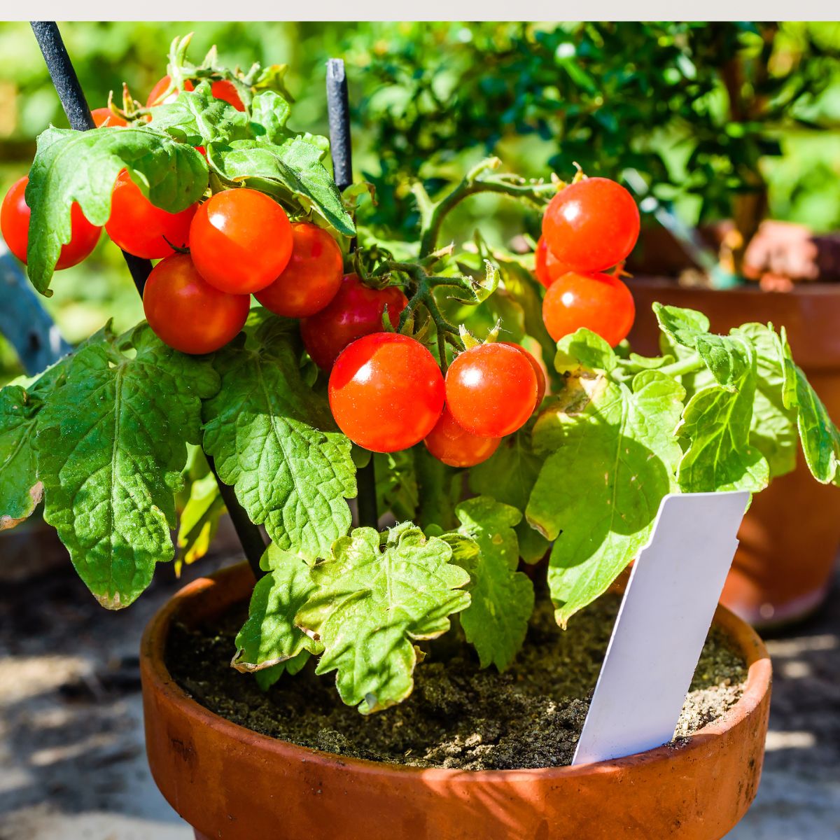 Why Gardeners Are Putting Baking Soda on Their Tomatoes