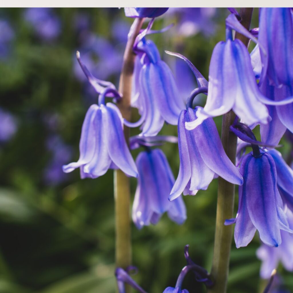 virginia bluebells 2