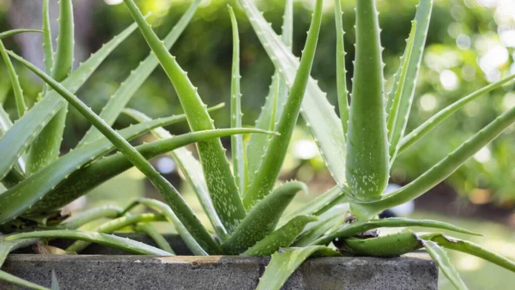 Aloe Vera 1