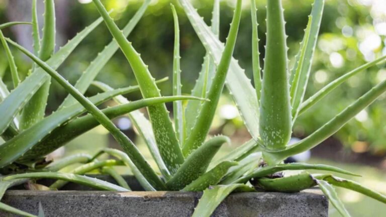 10 Apartment-Friendly Houseplants That Practically Take Care of Themselves
