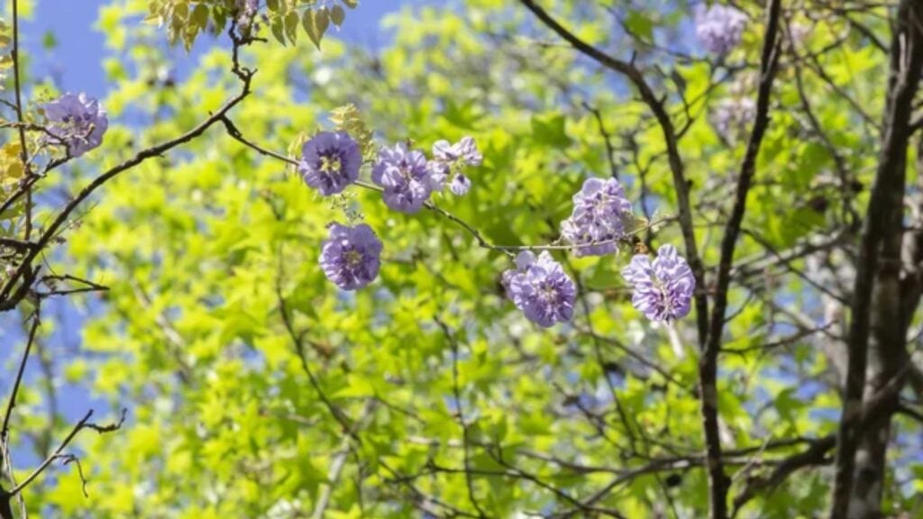 American Wisteria