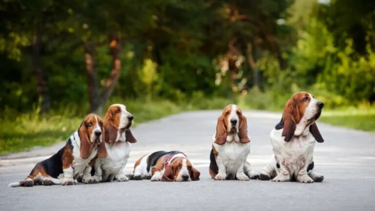 Basset Hound