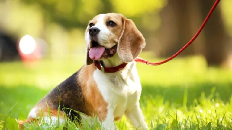 12 Independent Dog Breeds That Don’t Need Constant Attention