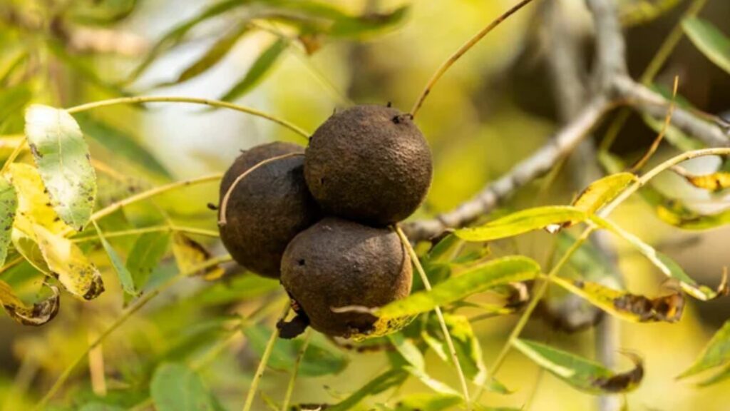 Black Walnut