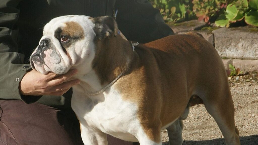 Bulldog