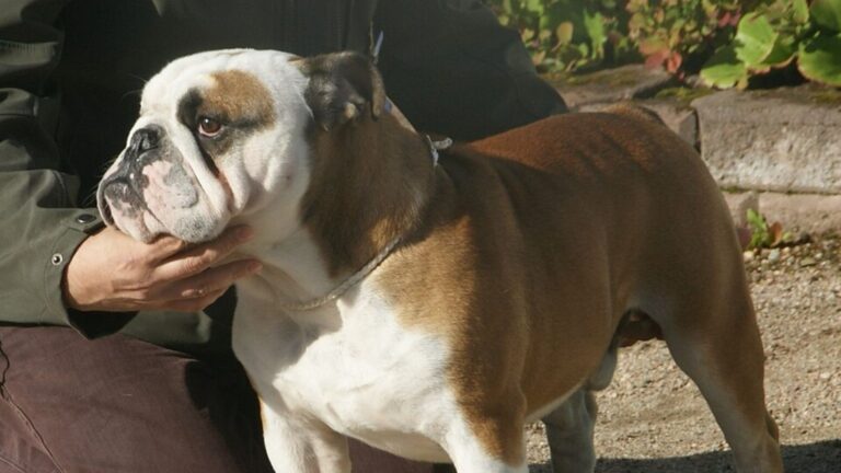 Bulldog