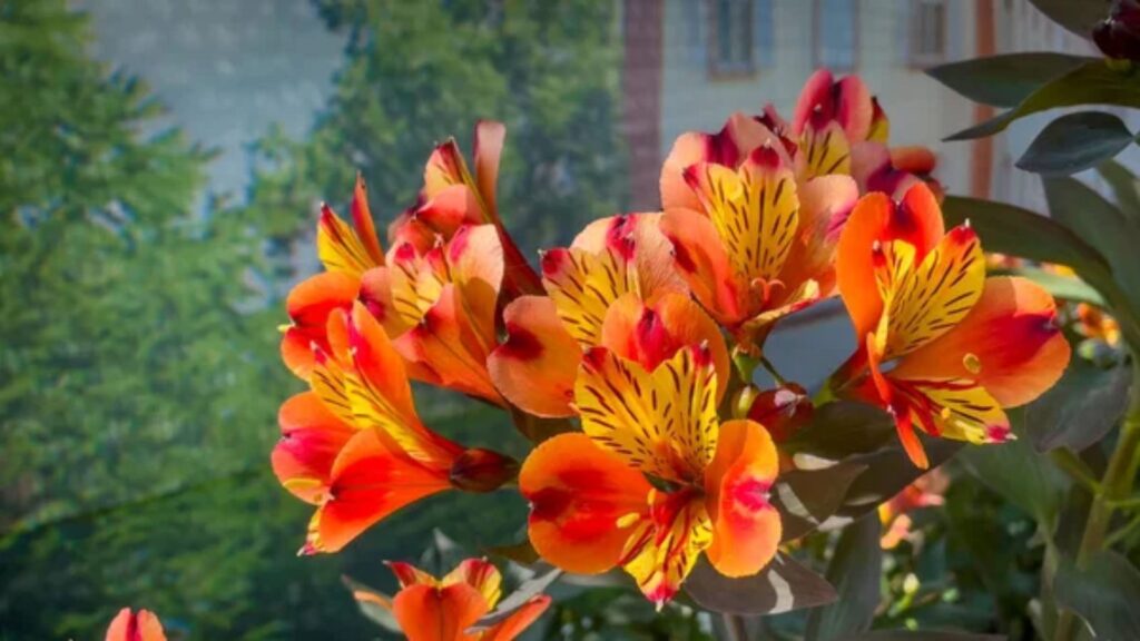 Dahlias (Dahlia spp.)