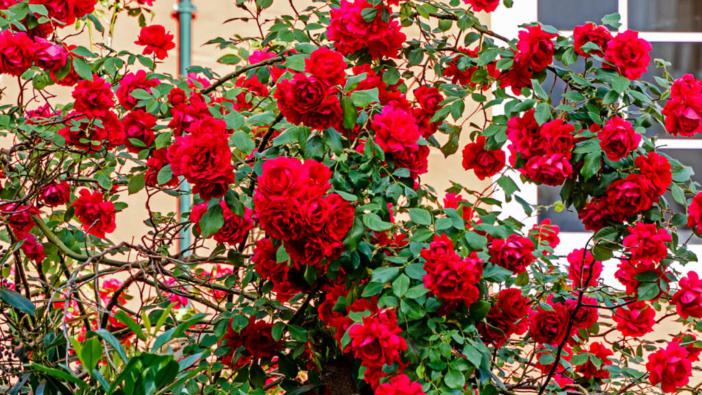 Shrub-Rose