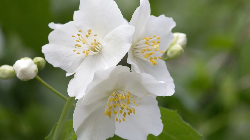 mock orange