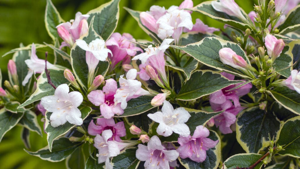 Weigela