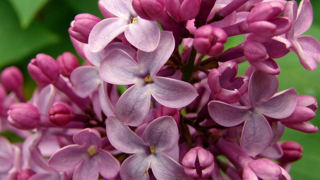 Lilac