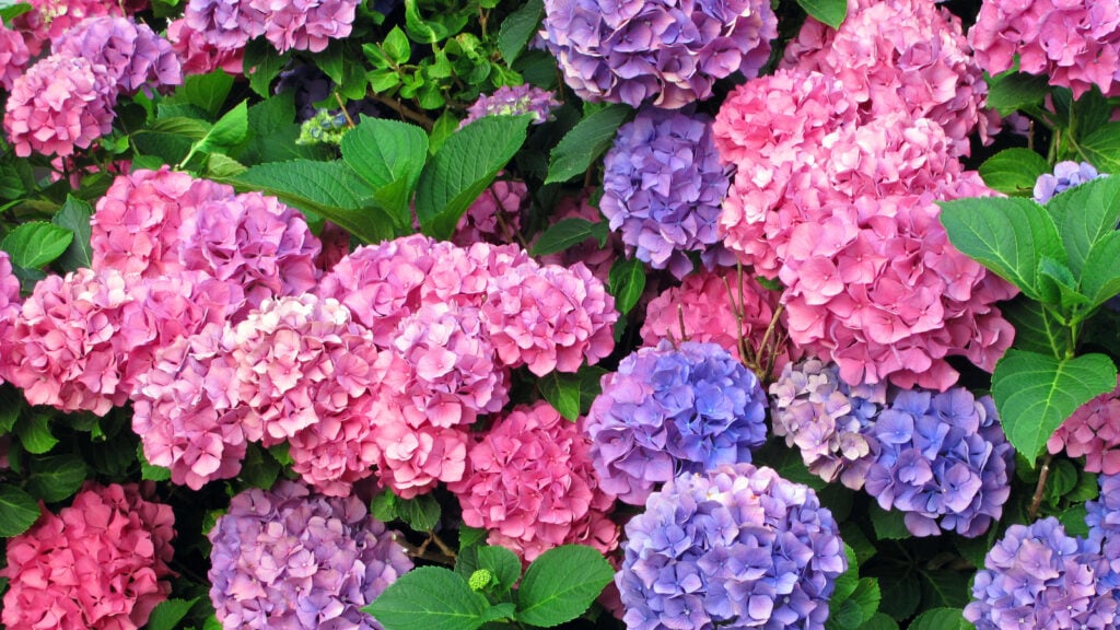 hydrangeas