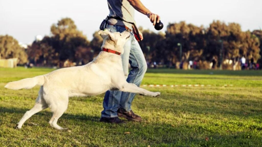 Dog Off His Lawn