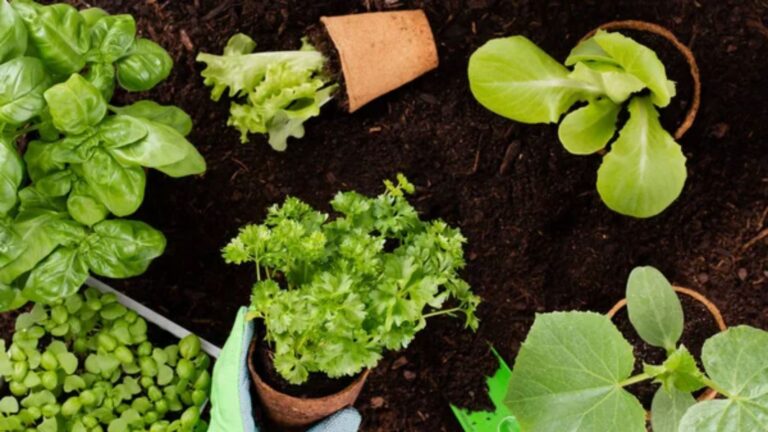 13 Popular Gardening Tips That Could Actually Hurt Your Plants