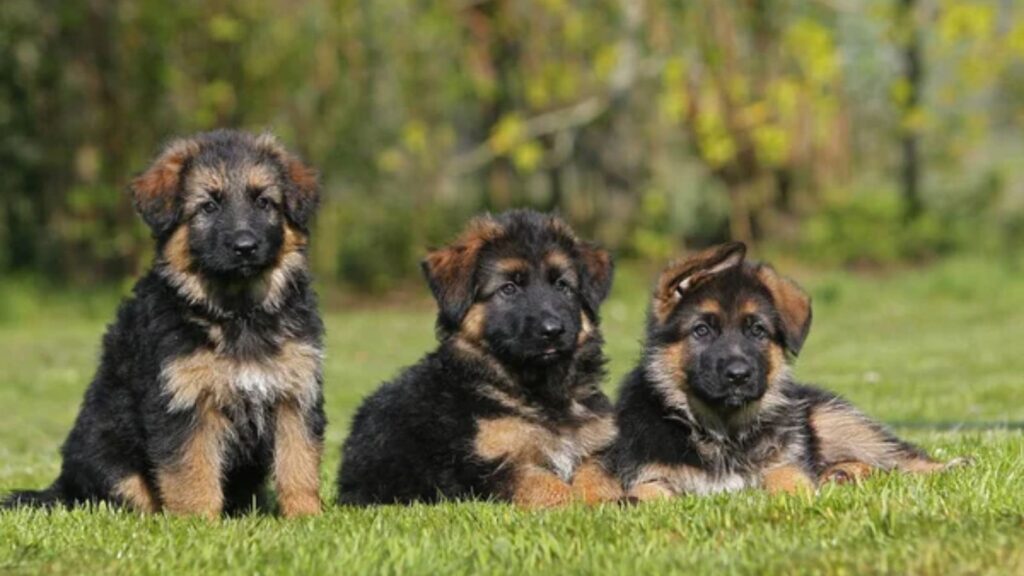 German Shepherd