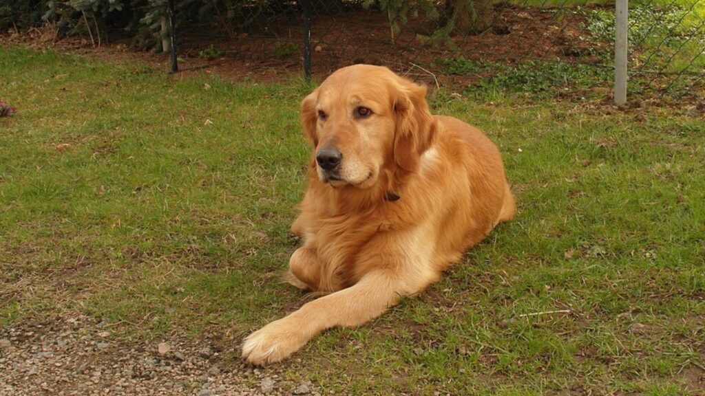 Golden Retriever 1