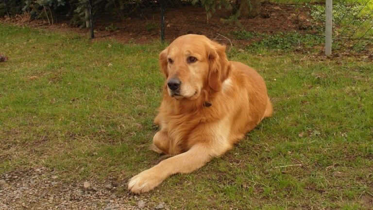 10 Calm Dog Breeds That Can Bring Comfort and Peace Into Your Life