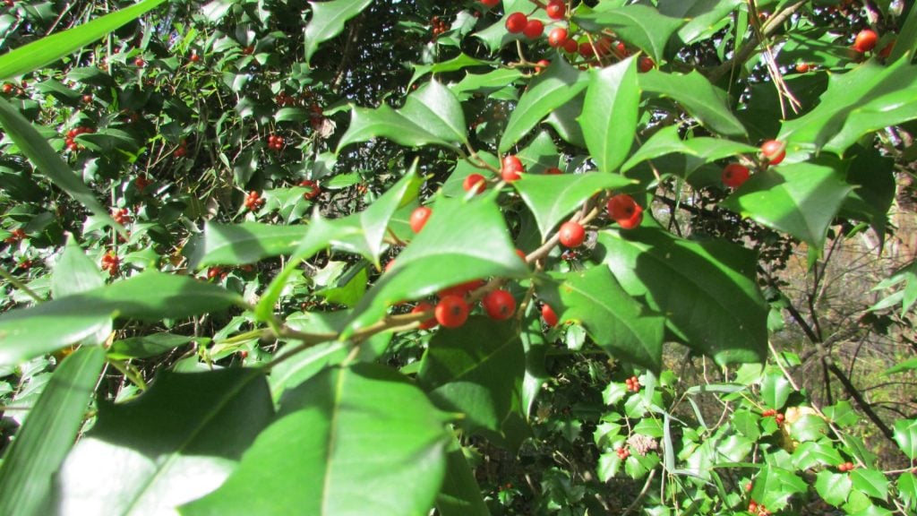 American Holly (Ilex opaca) at Brinka Cross Gardens.