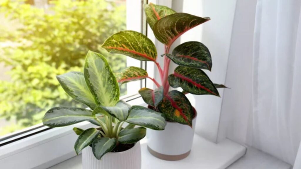 Houseplants