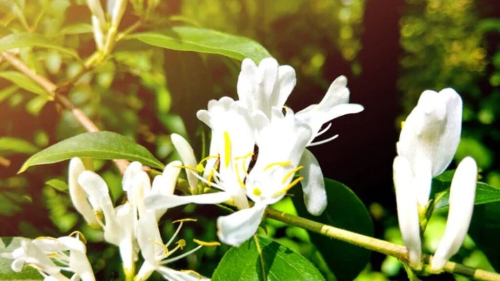 Japanese Honeysuckle