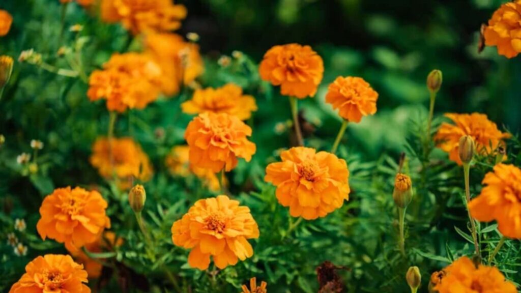 Marigold