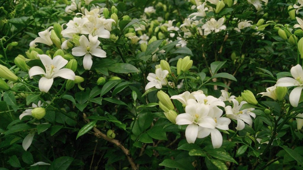 Murraya paniculata. Common name: Orange Jasmine. Mock Orange.