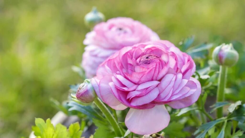 Ranunculus