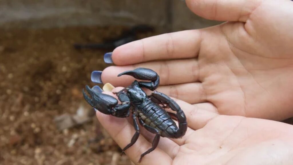 Scorpions