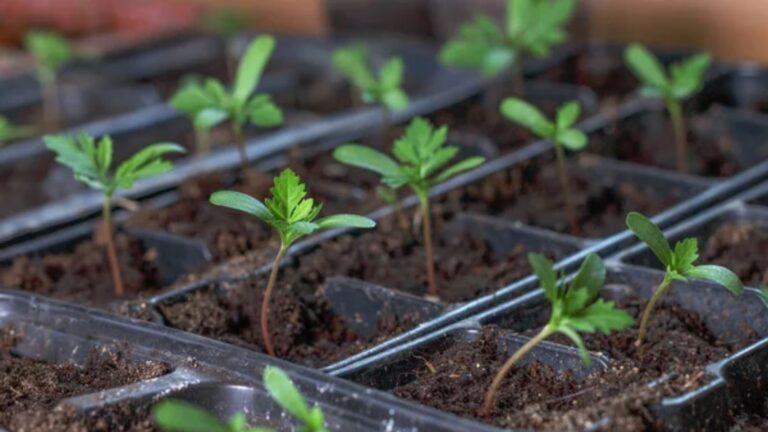 Seed Starting