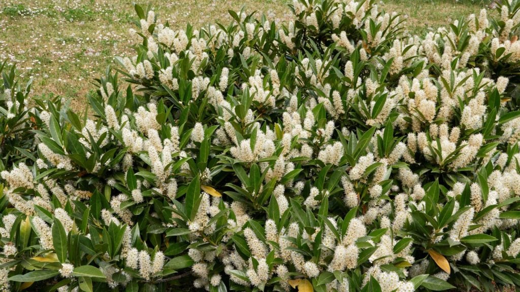 Prunus laurocerasus Otto Luyken shrub in bloom.
