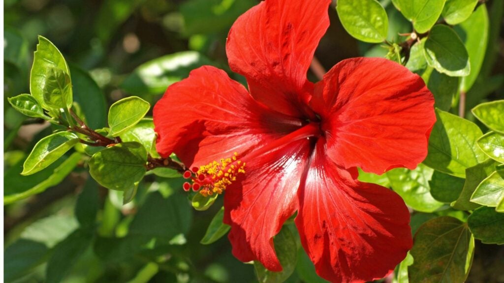 hibiscus