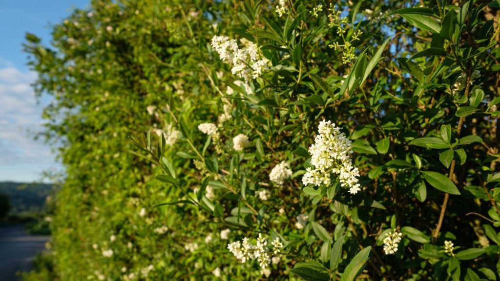 A close up of White flowers of a common privet (Ligustrum vulgare) hedge.