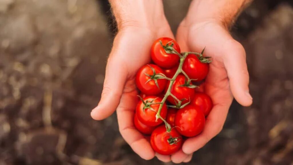 tomato