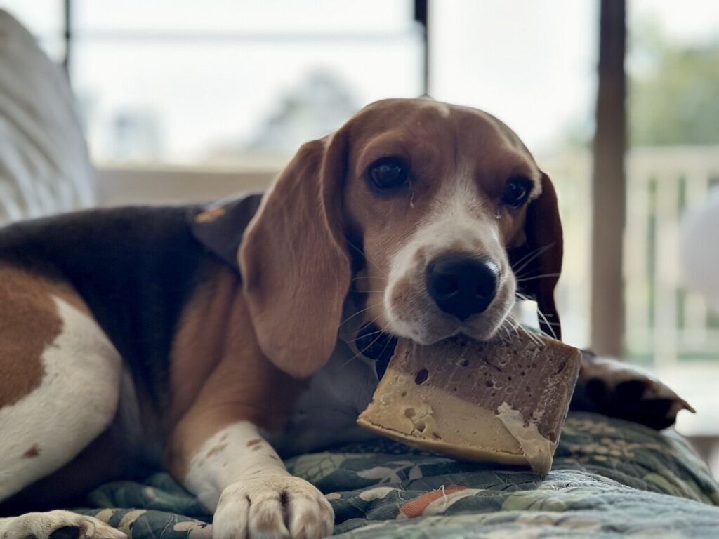 1280px Beagle eating a dog cake