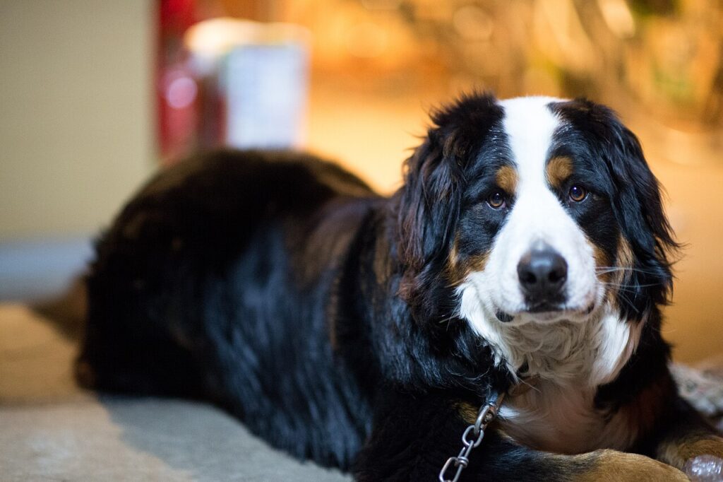 1280px Bernese Mountain Dog lying down