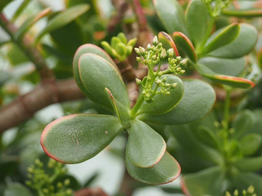 1280px Crassula ovata Grubosz jajowaty 2023 10 31 04